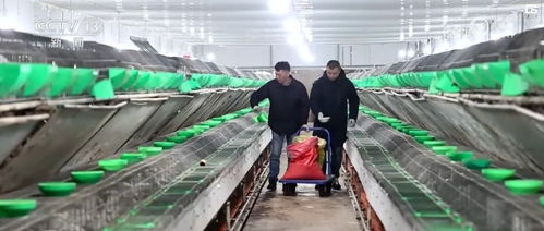 開發衍生農產品 發展創意農業 鄉村振興展現 別樣美